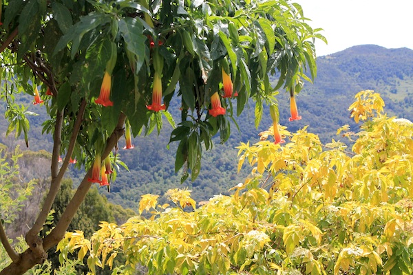 Bogota-Monserrate-Mountain-Flower