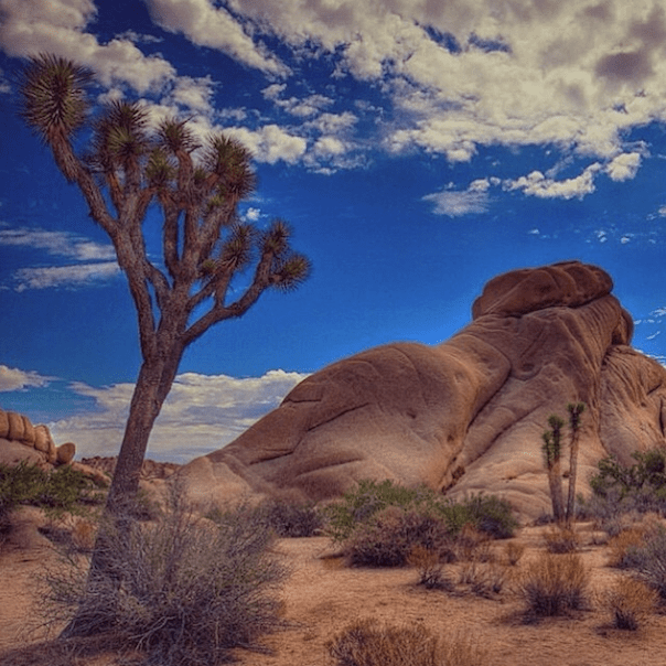 wanderlust-travel-9-joshua-tree-park
