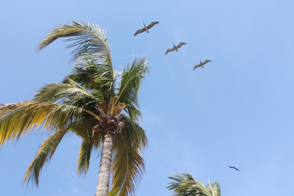 puerto-vallarta-sun-birds
