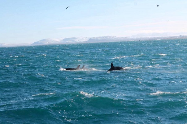 iceland-whale-watching-orcas