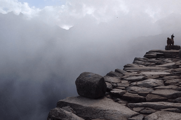 machu-picchu-peru-llama